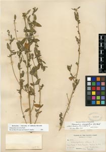 herbarium sheet of DS 72680